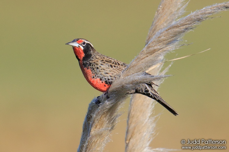 Long-tailed Meadowlark, Buenos Aires, Argentina